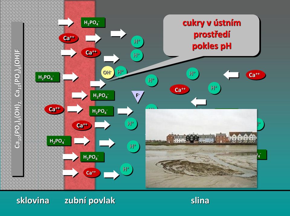 prostředí pokles ph OH F OH F