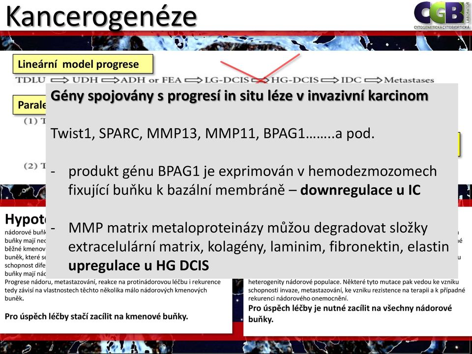 buňky nádorové buňky -vznikají MMP z několika málo matrix nádorových metaloproteinázy kmenových buněk.