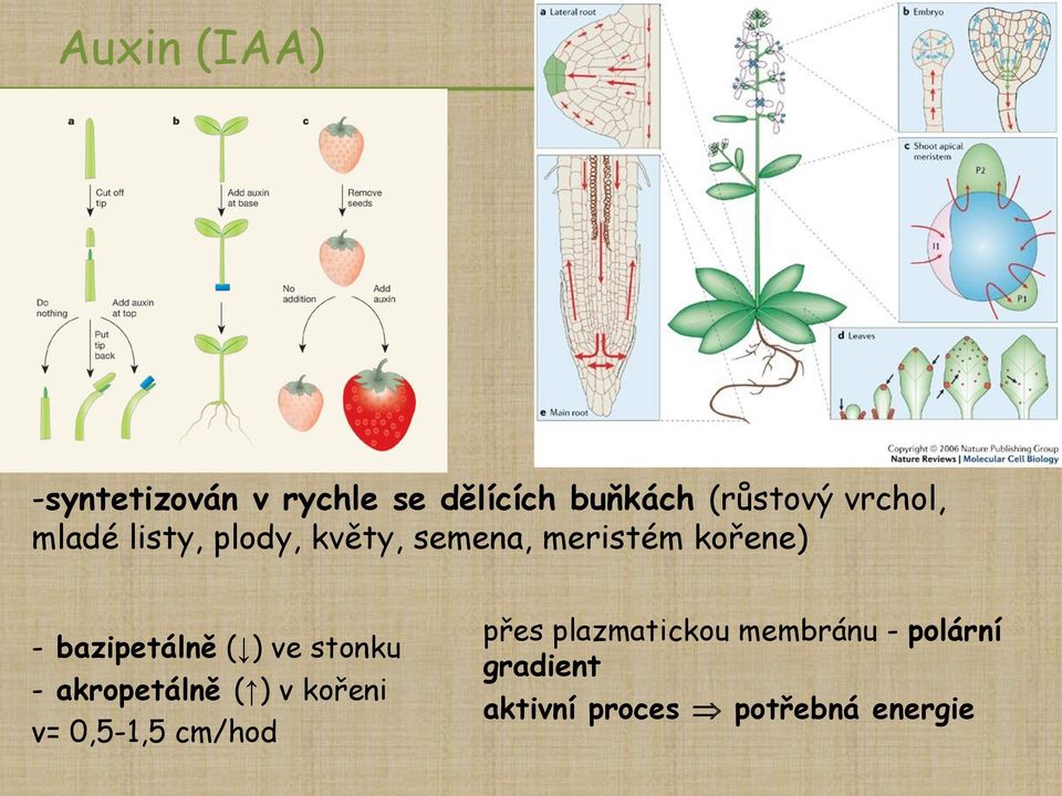 bazipetálně ( ) ve stonku - akropetálně ( ) v kořeni v= 0,5-1,5