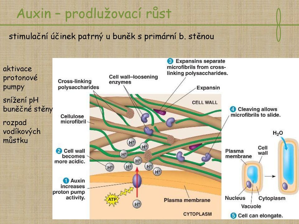 stěnou aktivace protonové pumpy