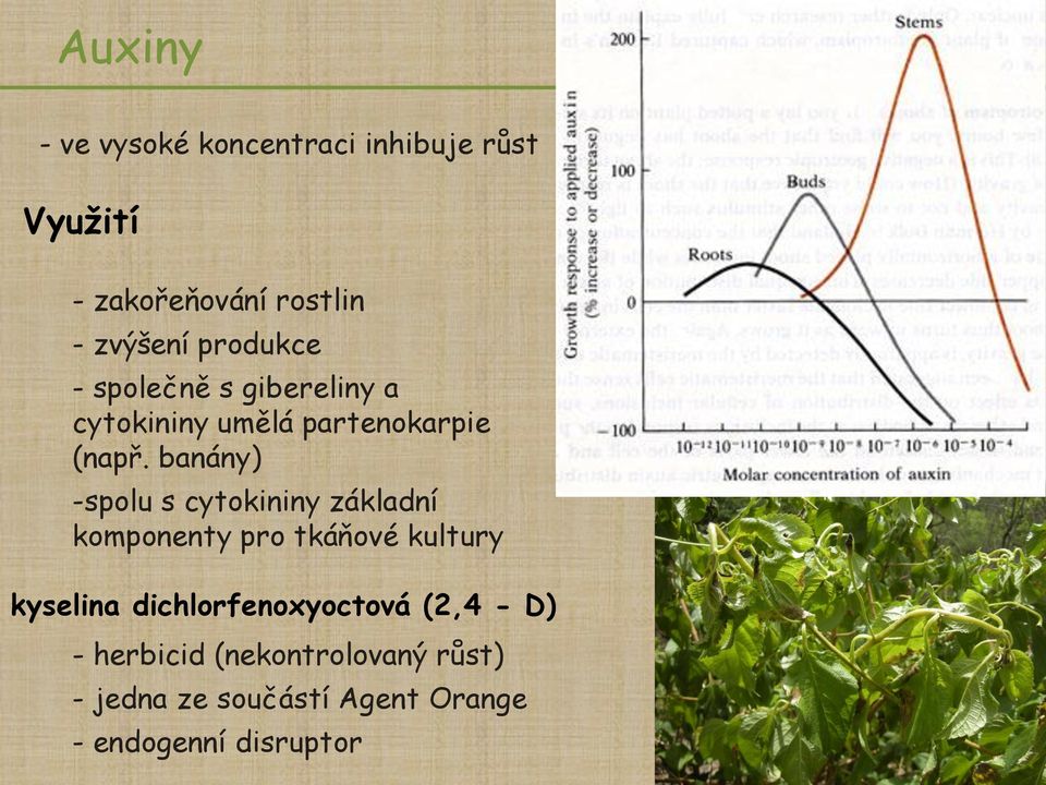 banány) -spolu s cytokininy základní komponenty pro tkáňové kultury kyselina