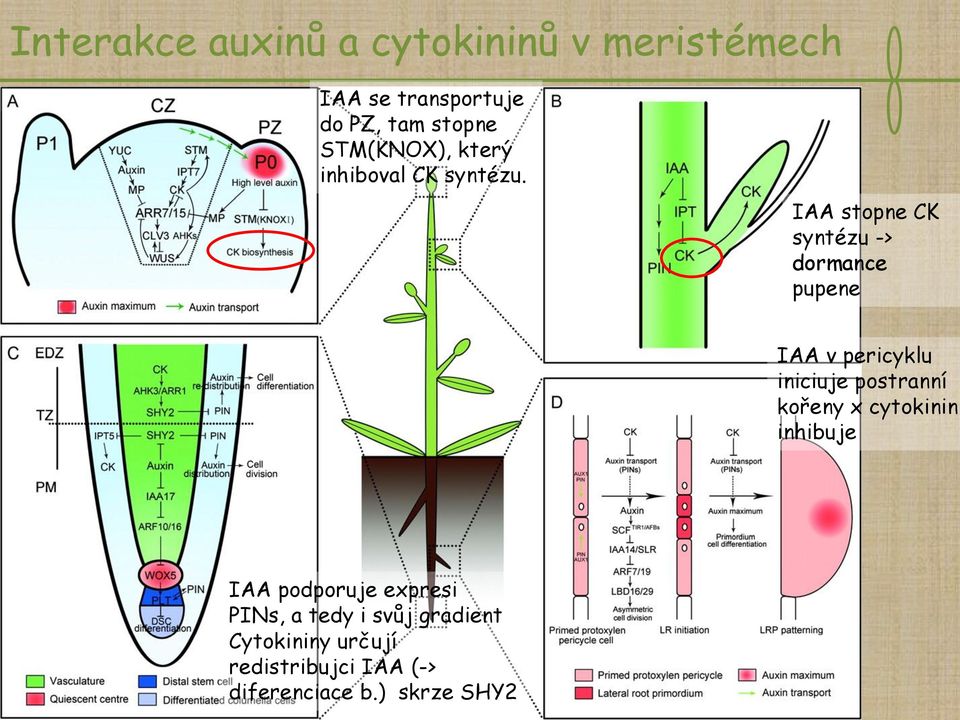 IAA stopne CK syntézu -> dormance pupene IAA v pericyklu iniciuje postranní kořeny x