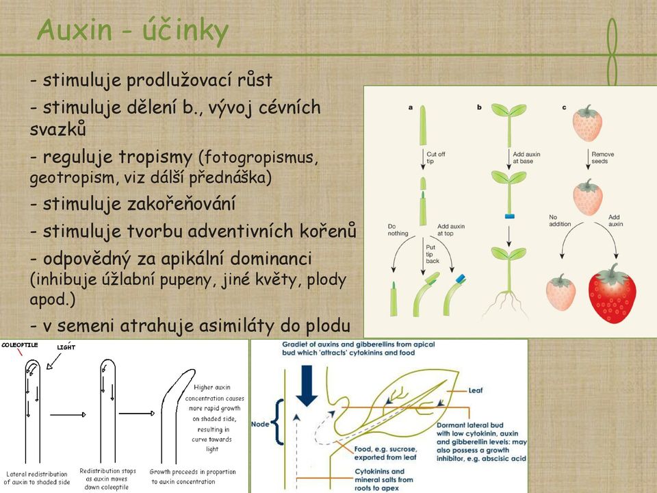 přednáška) - stimuluje zakořeňování - stimuluje tvorbu adventivních kořenů - odpovědný