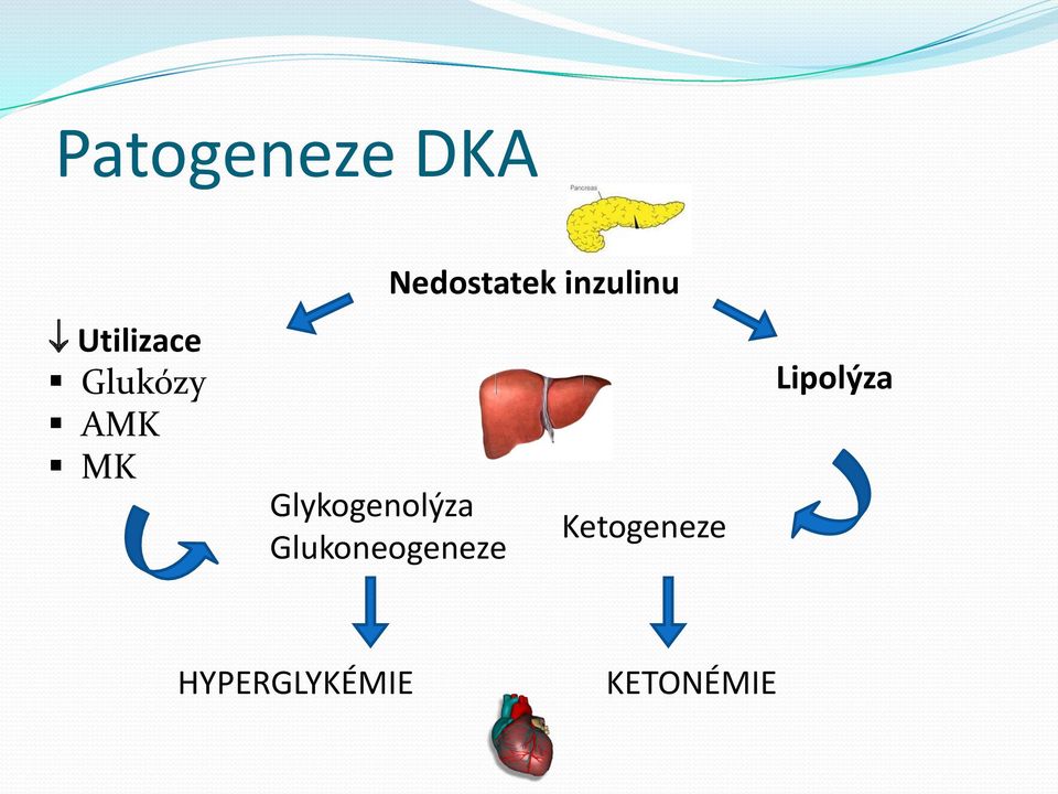 Glukoneogeneze Nedostatek