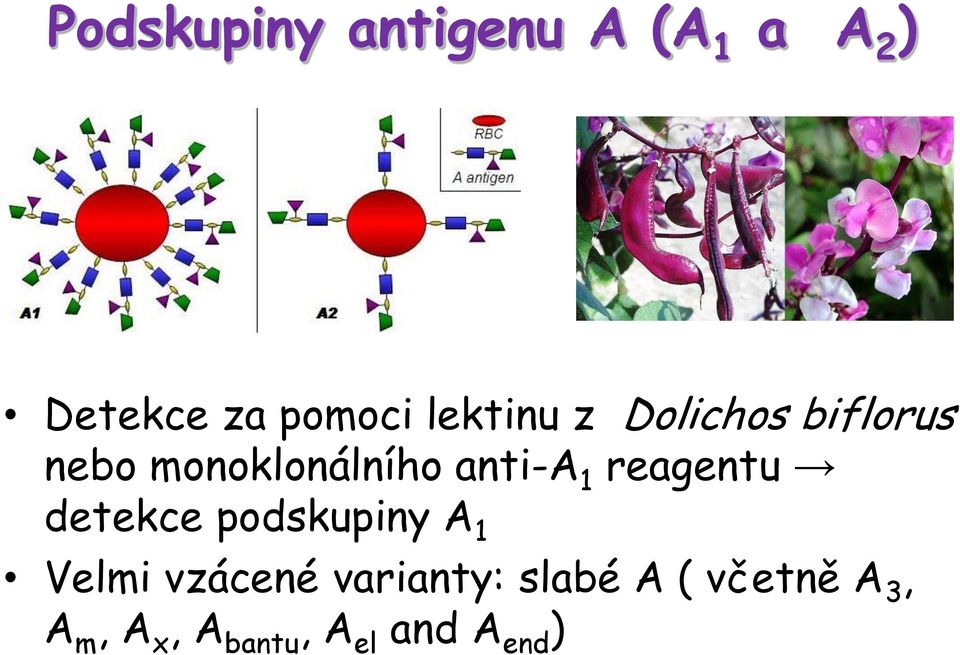 1 reagentu detekce podskupiny A 1 Velmi vzácené