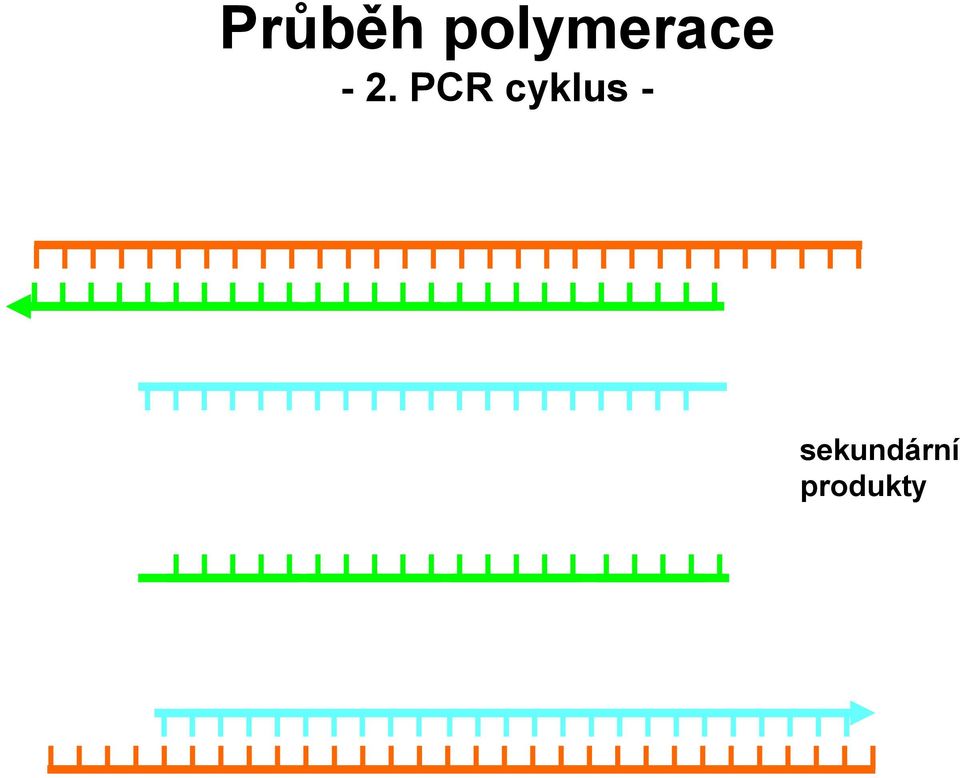 2. PCR cyklus
