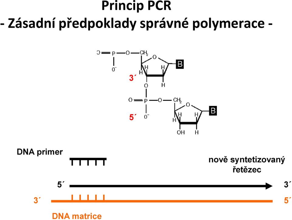 polymerace - 3 5 DNA primer