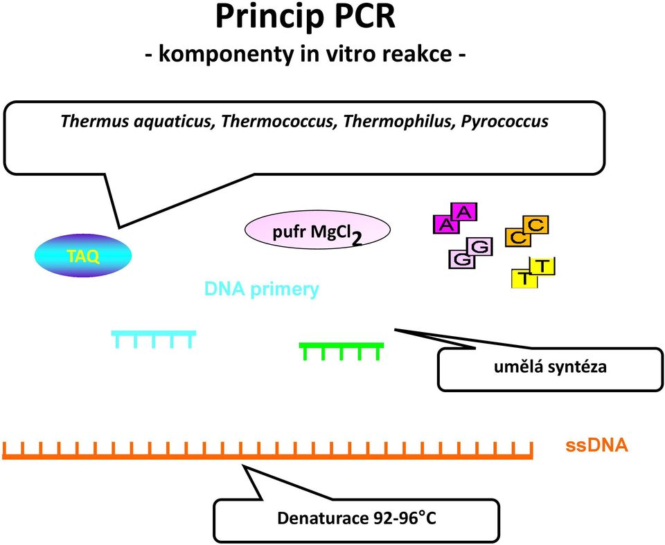 Thermophilus, Pyrococcus TAQ pufr MgCl 2