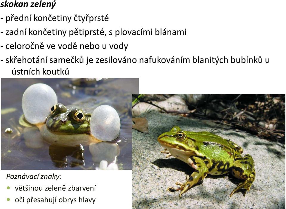 -skřehotání samečků je zesilováno nafukováním blanitých bubínků u