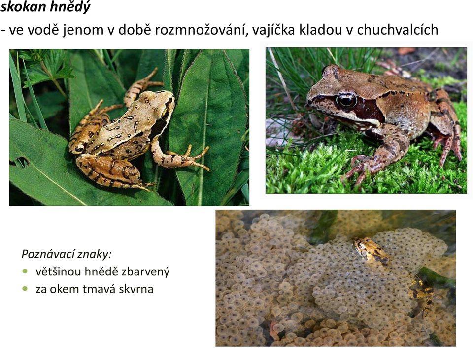 chuchvalcích Poznávací znaky: Poznávací