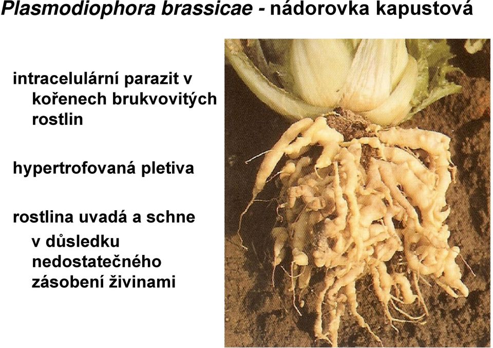 rostlin hypertrofovaná pletiva rostlina uvadá a