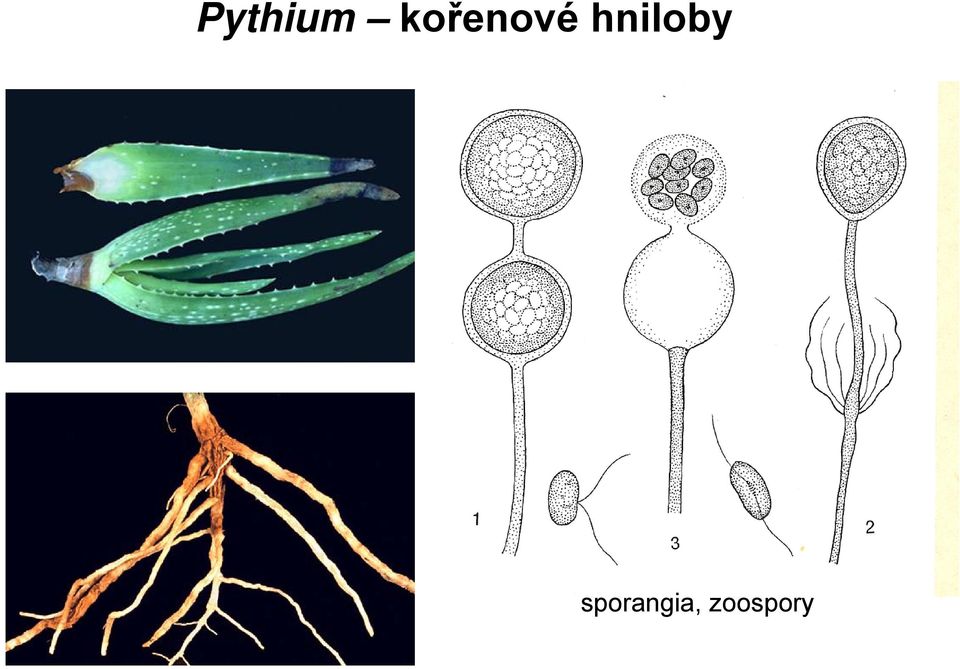 hniloby