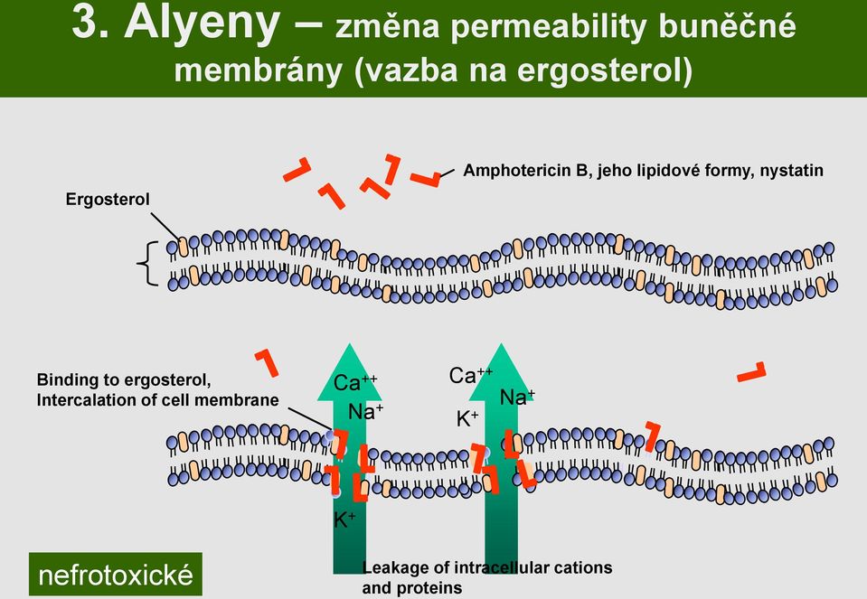 nystatin Binding to ergosterol, Intercalation of cell membrane Ca