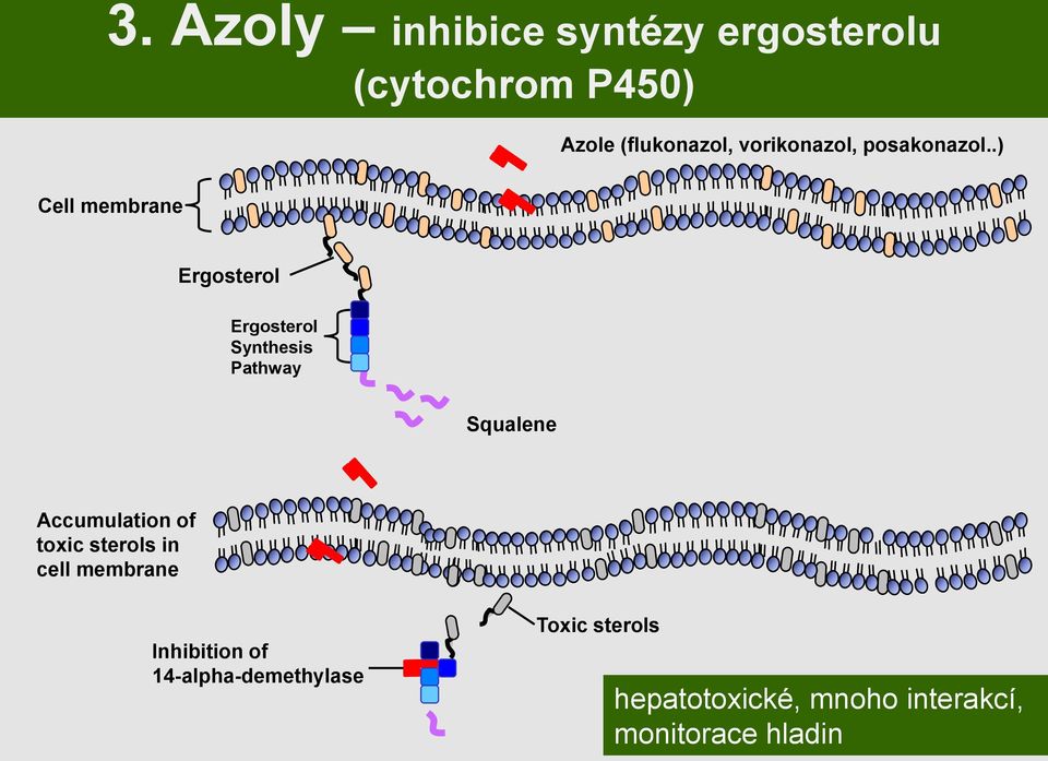 .) Cell membrane Ergosterol Ergosterol Synthesis Pathway Squalene