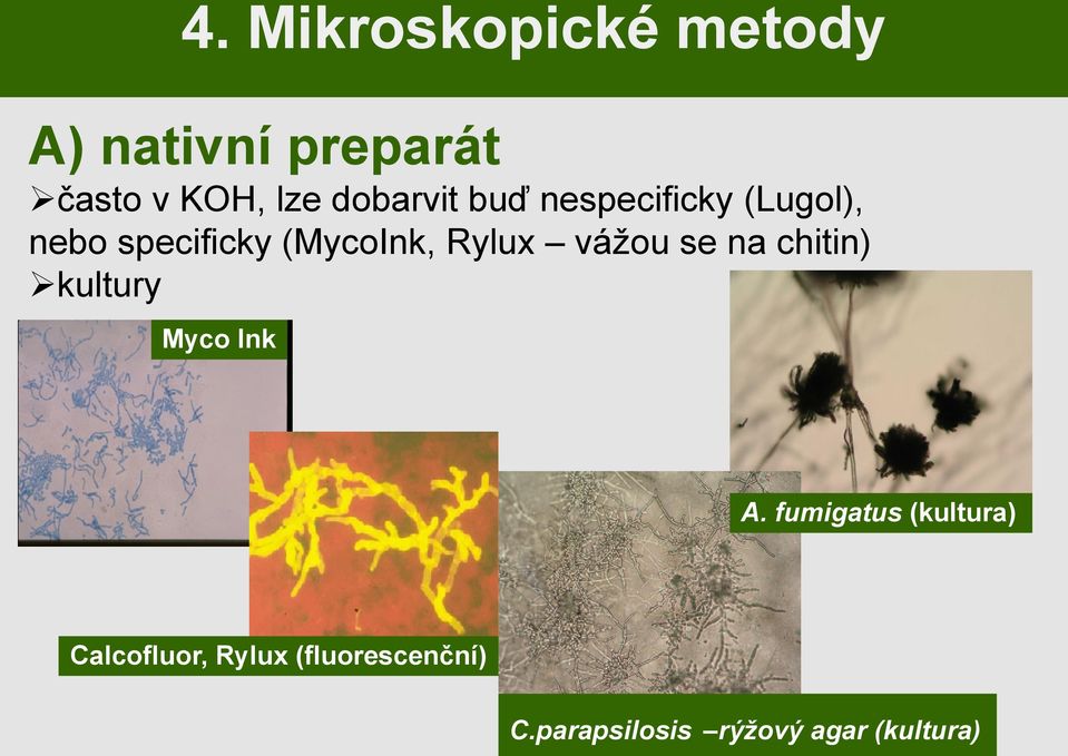 Rylux vážou se na chitin) kultury Myco Ink A.