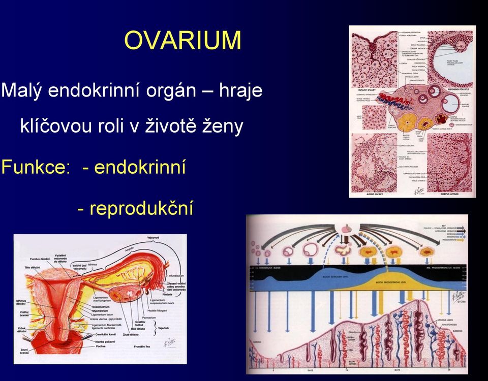 roli v životě ženy