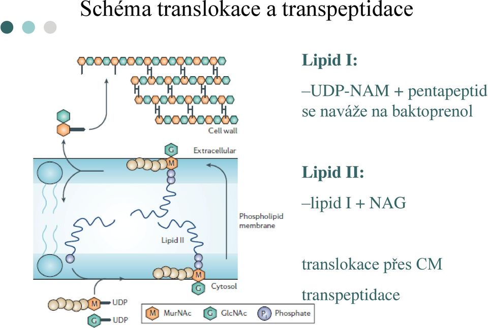 naváže na baktoprenol Lipid II: lipid