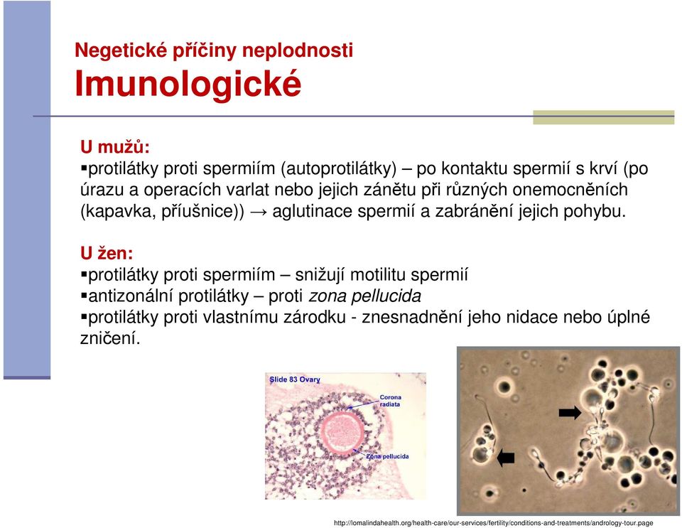 U žen: protilátky proti spermiím snižují motilitu spermií antizonální protilátky proti zona pellucida protilátky proti vlastnímu zárodku