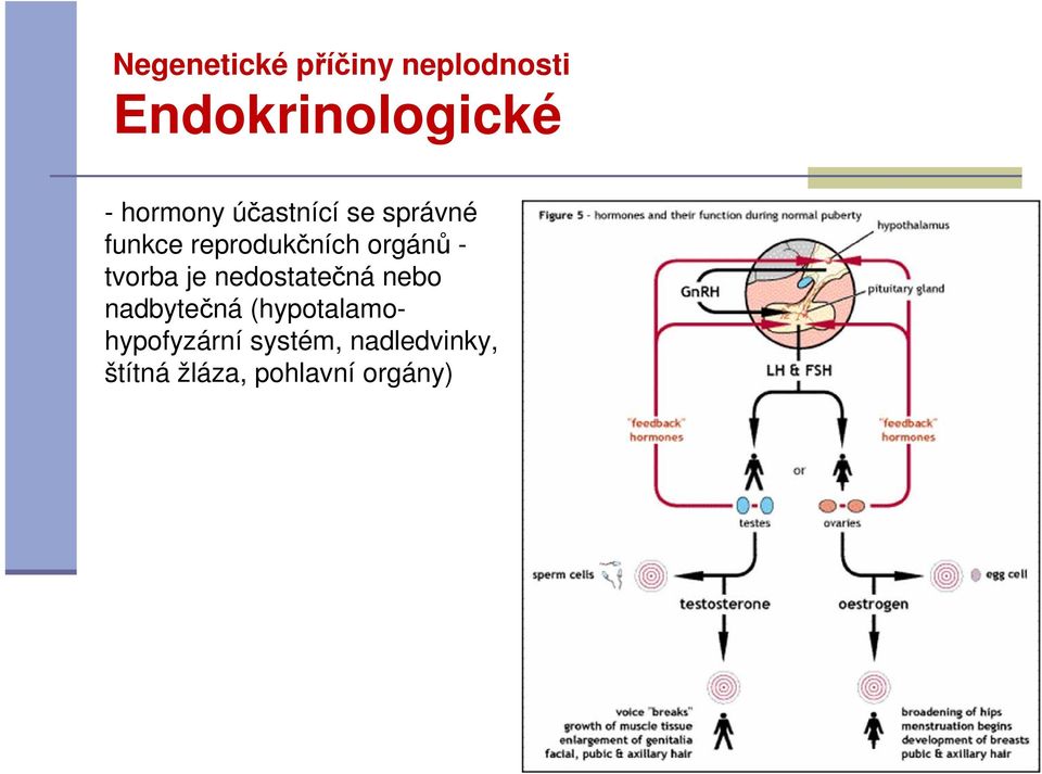 orgánů - tvorba je nedostatečná nebo nadbytečná