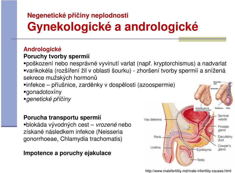 příušnice, zarděnky v dospělosti (azoospermie) gonadotoxíny genetické příčiny Porucha transportu spermií blokáda vývodných cest vrozené nebo