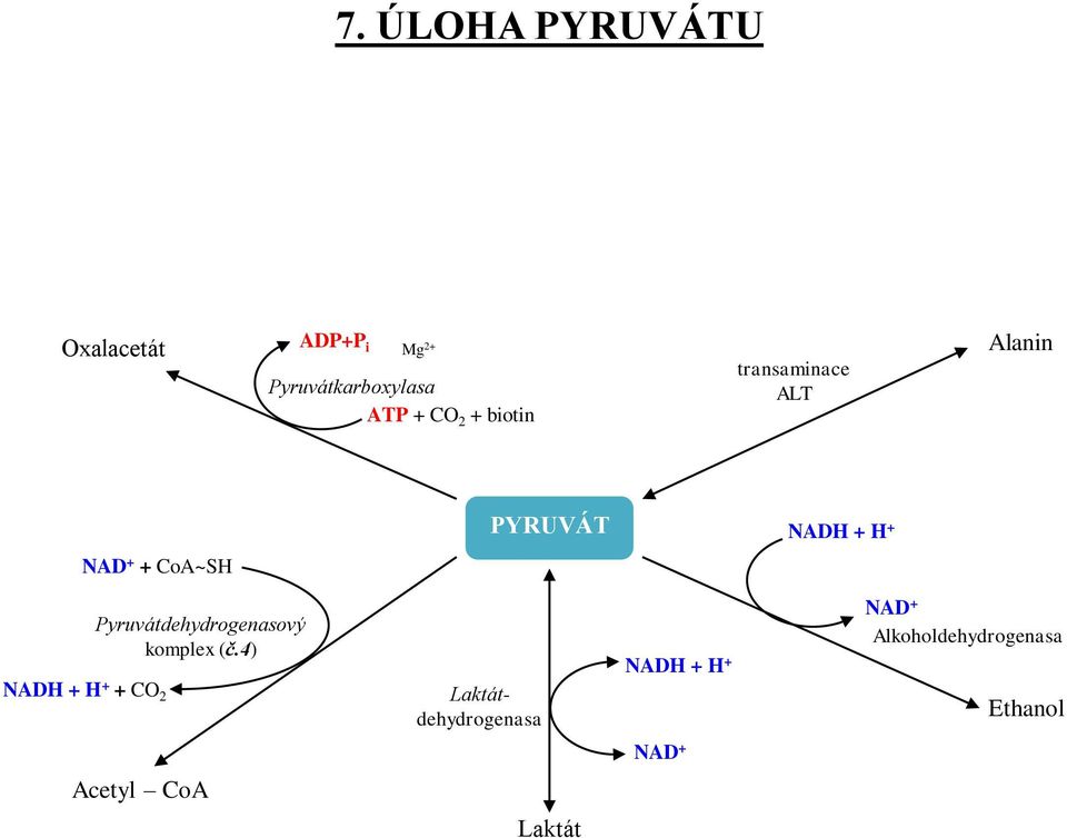 NADH + H + + CO 2 Pyruvátdehydrogenasový komplex (č.