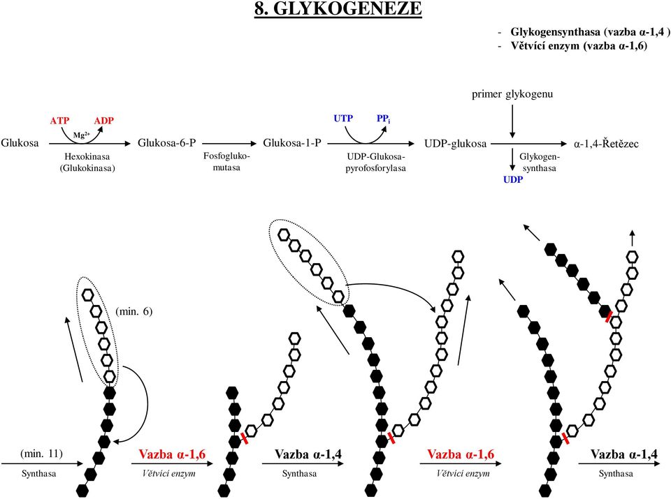 (Glukokinasa) Fosfoglukomutasa UDP-Glukosapyrofosforylasa UDP-glukosa α-1,4-řetězec (min.