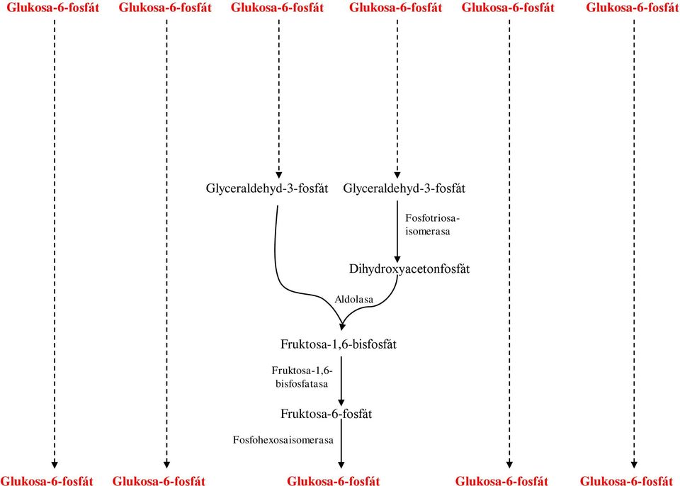 Dihydroxyacetonfosfát Aldolasa Fruktosa-1,6-bisfosfát Fruktosa-1,6- bisfosfatasa