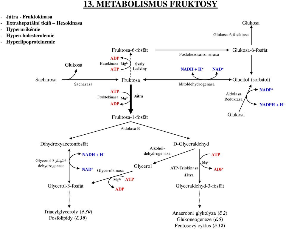 Játra Mg 2+ Reduktasa ADP NADPH + H + Fruktosa-1-fosfát Glukosa Aldolasa B Dihydroxyacetonfosfát Glycerol-3-fosfát NADH + H + NAD + Glycerolkinasa Mg 2+ ADP Glycerol