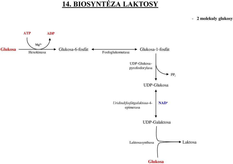 UDP-Glukosapyrofosforylasa PP i UDP-Glukosa