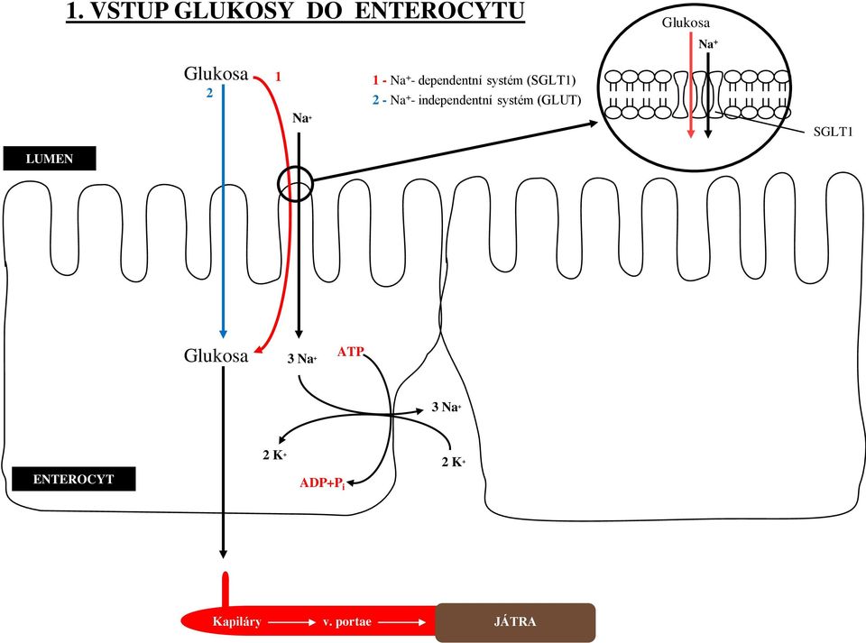 independentní systém (GLUT) Glukosa Na + SGLT1 Glukosa 3