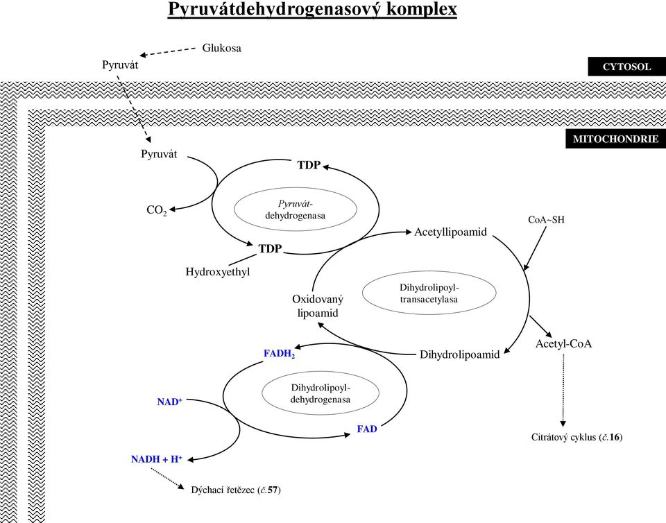 Oxidovaný lipoamid FADH 2 Dihydrolipoamid Acetyl-CoA NAD +
