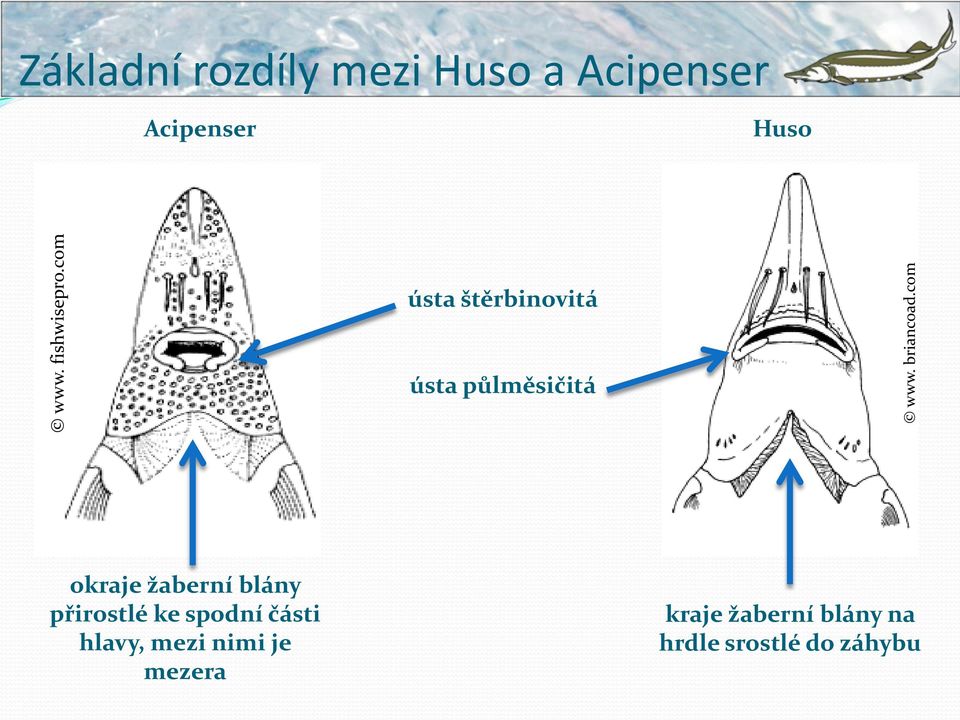 štěrbinovitá ústa půlměsičitá okraje žaberní blány přirostlé