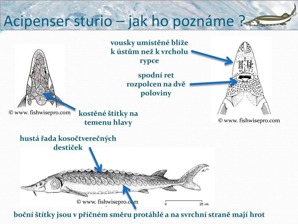 poloviny www. fishwisepro.com kostěné štítky na temenu hlavy www. fishwisepro.com hustá řada kosočtverečných destiček www.