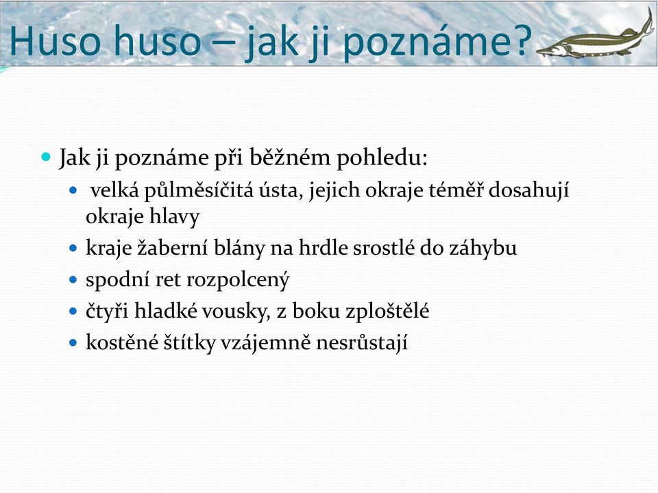 okraje téměř dosahují okraje hlavy kraje žaberní blány na hrdle