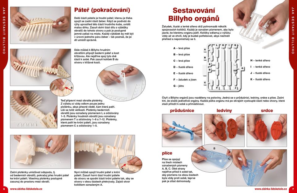 Dále můžeš k illyho hrudním obratlům připojit bederní páteř a kost křížovou. le nejdříve spoj tyto dvě části k sobě. Pak zasuň kolíček do otvoru v křížové kosti.