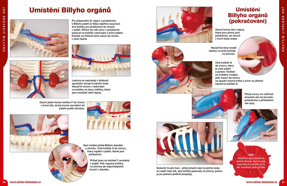 Zasuň konce žíly a tepny, které jsou přímo pod průdušnicí, do otvorů v horní části srdce. Nasaď červený model sleziny na žlutý kolíček na slinivce.