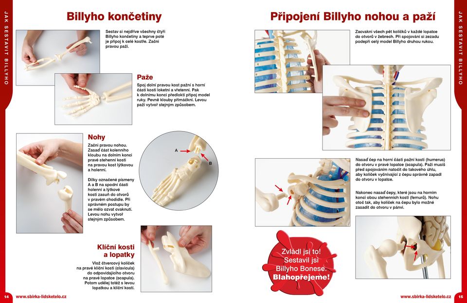 Připojení illyho nohou a paží Zacvakni všech pět kolíčků v každé lopatce do otvorů v žebrech. Při spojování si zezadu podepři celý model illyho druhou rukou. Nohy Začni pravou nohou.