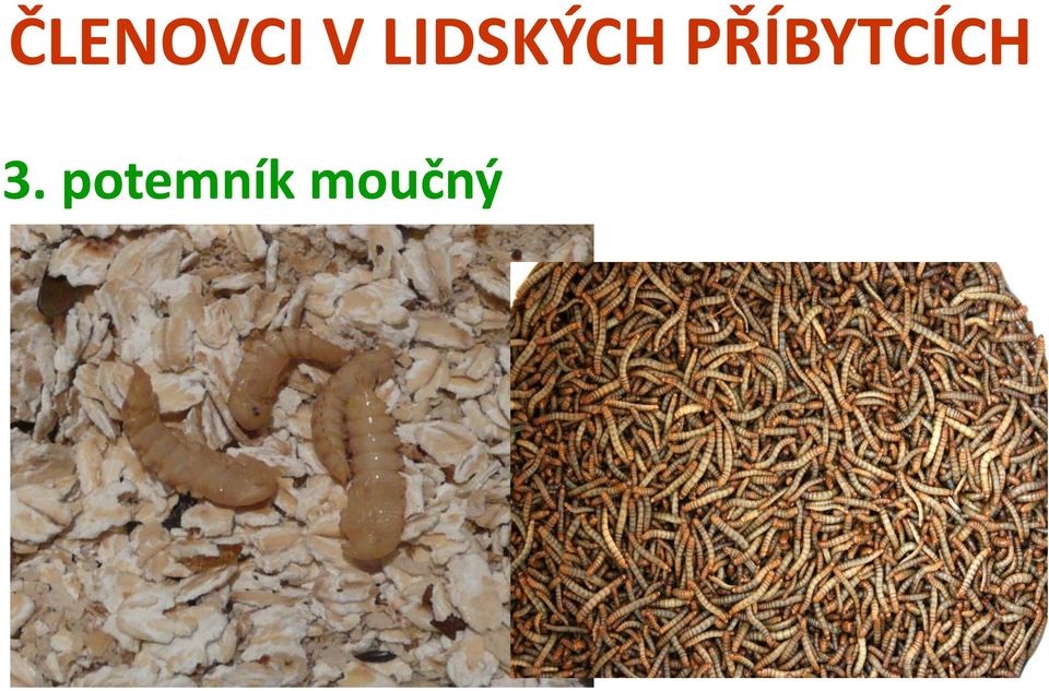 moučný