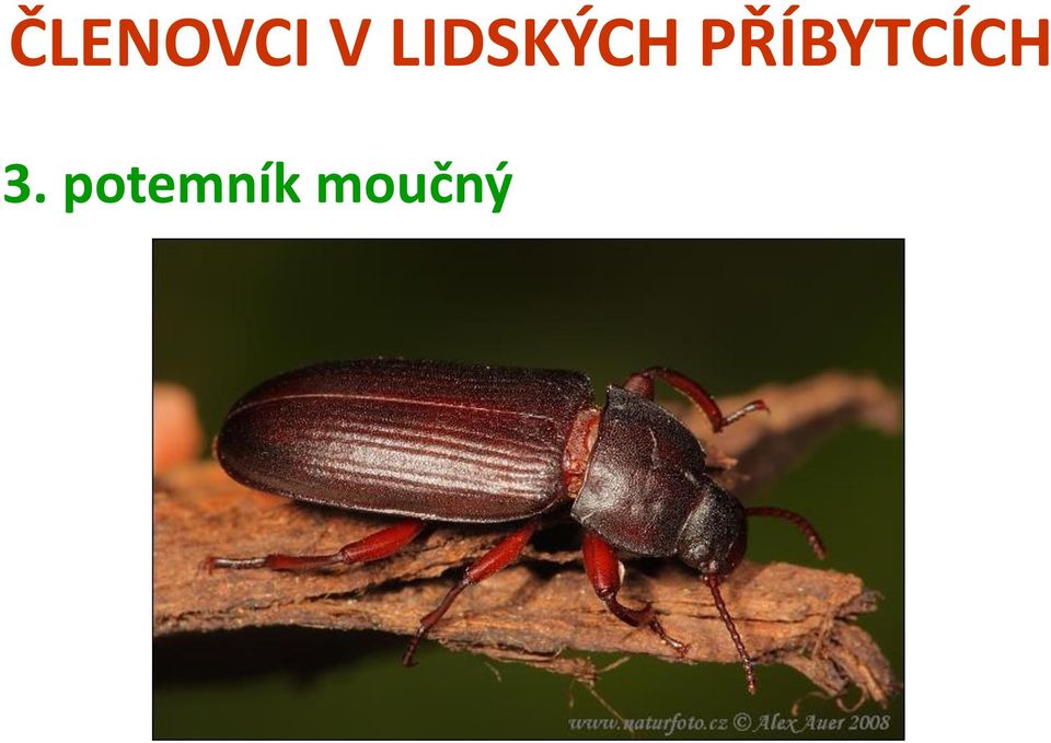 moučný