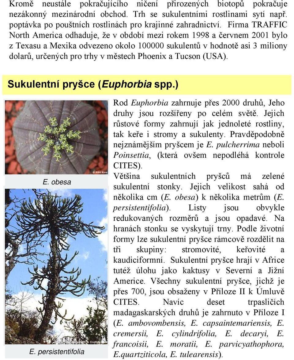 Phoenix a Tucson (USA). Sukulentní pryšce (Euphorbia spp.) E. obesa E. persistentifolia Rod Euphorbia zahrnuje přes 2000 druhů, Jeho druhy jsou rozšířeny po celém světě.