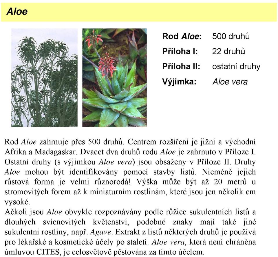 Nicméně jejich růstová forma je velmi různorodá! Výška může být až 20 metrů u stromovitých forem až k miniaturním rostlinám, které jsou jen několik cm vysoké.