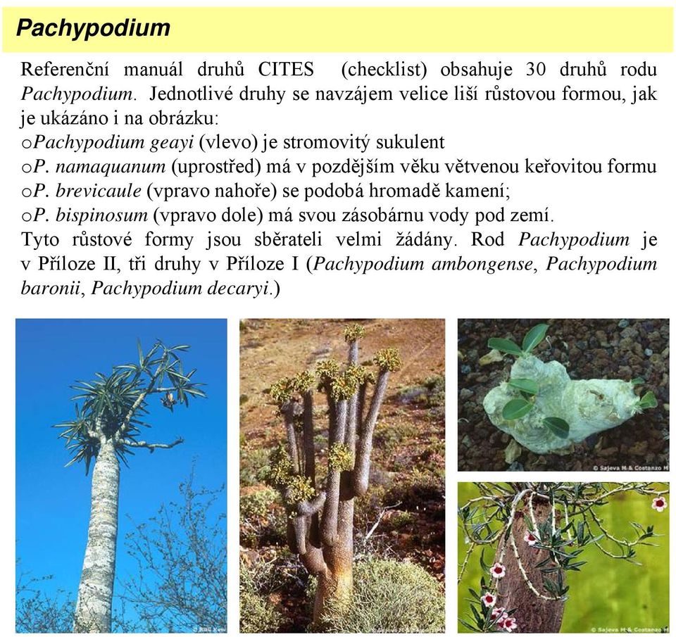 namaquanum (uprostřed) má v pozdějším věku větvenou keřovitou formu op. brevicaule (vpravo nahoře) se podobá hromadě kamení; op.