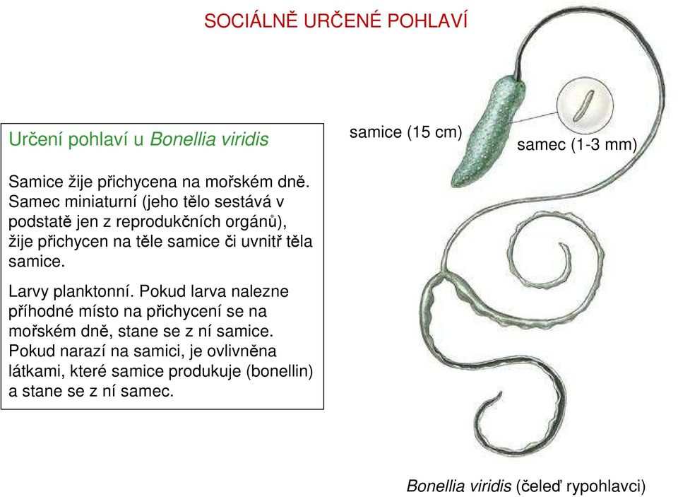 samice. Larvy planktonní. Pokud larva nalezne příhodné místo na přichycení se na mořském dně, stane se z ní samice.