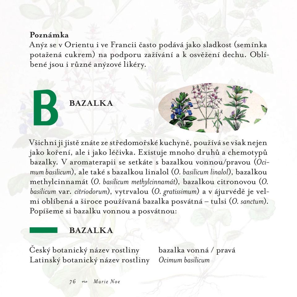 V aromaterapii se setkáte s bazalkou vonnou/pravou (Ocimum basilicum), ale také s bazalkou linalol (O. basilicum linalol), bazalkou methylcinnamát (O.