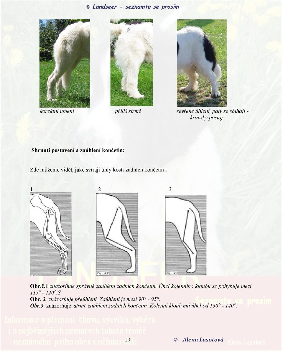 Úhel kolenního kloubu se pohybuje mezi 115-120.S Obr. 2 znázorňuje přeúhlení. Zaúhlení je mezi 90-95. Obr.3 znázorňuje strmé zaúhlení zadních končetin.