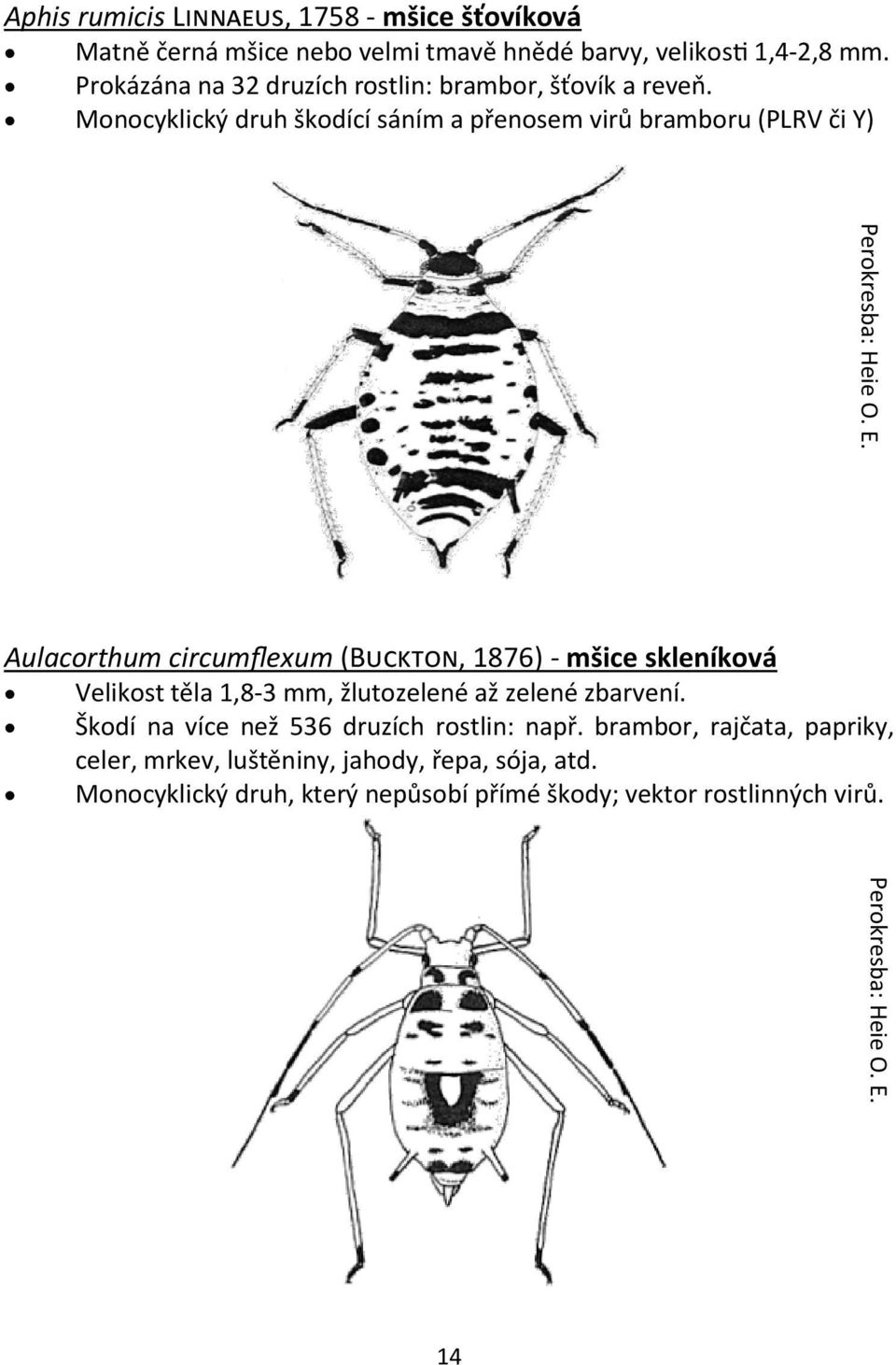 Perokresba: Heie O. E. Aulacorthum circumflexum (Buckton, 1876) - mšice skleníková Velikost těla 1,8-3 mm, žlutozelené až zelené zbarvení.