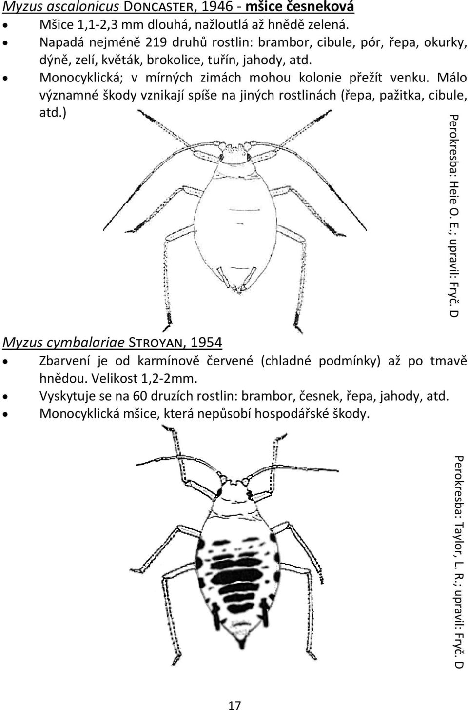 Monocyklická; v mírných zimách mohou kolonie přežít venku. Málo významné škody vznikají spíše na jiných rostlinách (řepa, pažitka, cibule, atd.) Perokresba: Heie O. E.