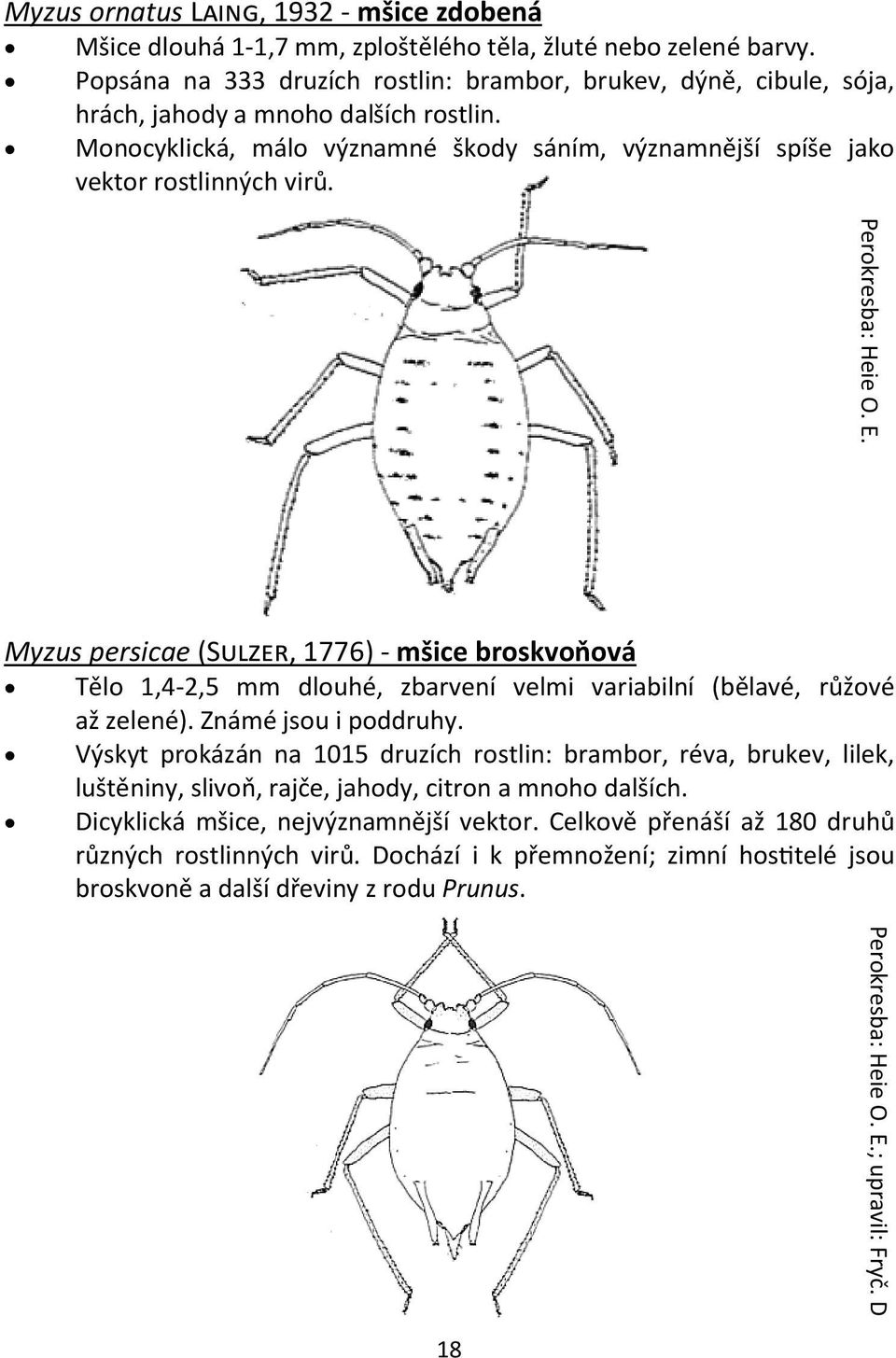 Perokresba: Heie O. E. Perokresba: Heie O. E.; upravil: Fryč. D Myzus persicae (Sulzer, 1776) - mšice broskvoňová Tělo 1,4-2,5 mm dlouhé, zbarvení velmi variabilní (bělavé, růžové až zelené).