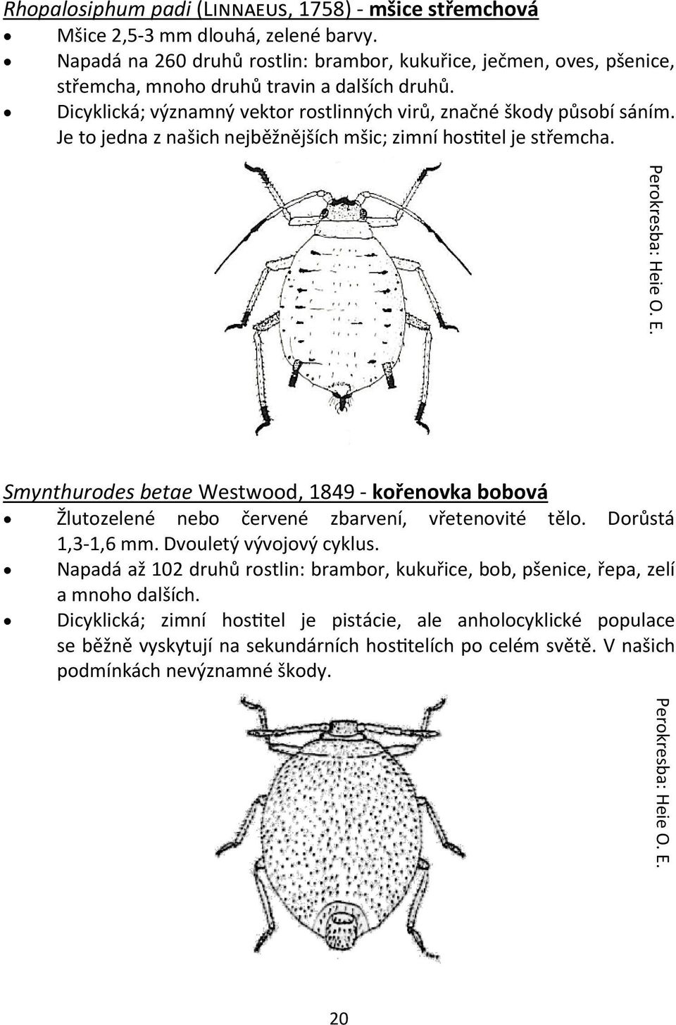 Je to jedna z našich nejběžnějších mšic; zimní hostitel je střemcha. Perokresba: Heie O. E. Perokresba: Heie O. E. Smynthurodes betae Westwood, 1849 - kořenovka bobová Žlutozelené nebo červené zbarvení, vřetenovité tělo.