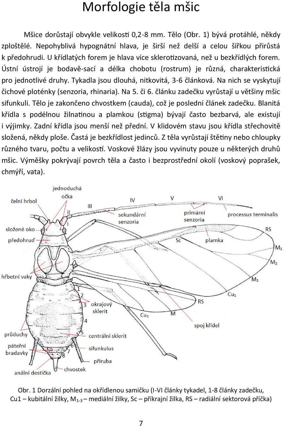 Tykadla jsou dlouhá, nitkovitá, 3-6 článková. Na nich se vyskytují čichové ploténky (senzoria, rhinaria). Na 5. či 6. článku zadečku vyrůstají u většiny mšic sifunkuli.